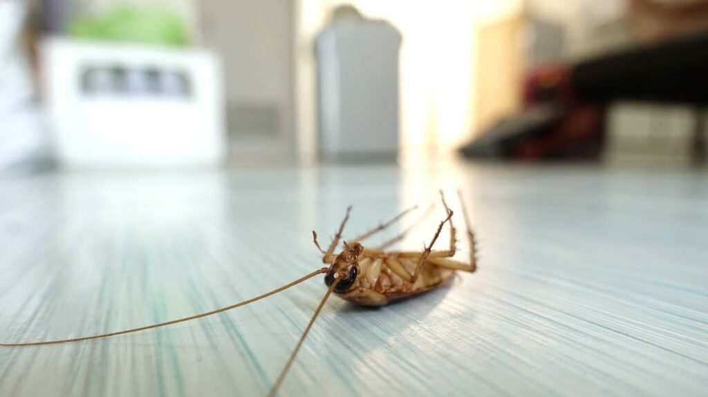 How to get rid of roaches
